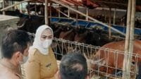 PMK Membaik, Bupati Karawang Pastikan Kondisi Hewan Kurban Aman