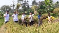 Puncak Panen Raya di Purwakarta Diperkirakan Capai 80.547 Ton Gabah Kering