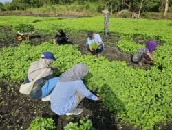 Pengelolaan Air Berbasis Energi Surya: Pertamina Bantu Atasi Tantangan Pertanian Desa Pulau Semambu