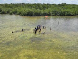 Lanjutkan Konservasi Hutan Mangrove,  EIGER Adventure Tanam 10.000 Bibit di Belitung sampai Belitung Timur