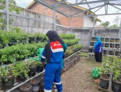 Greenhouse UMKM SUTRA: Komitmen Pertamina Wujudkan Ketahanan Pangan dan Pelestarian Lingkungan