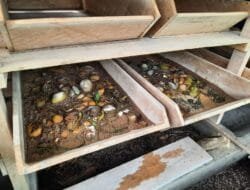 Pertamina Berikan Solusi Inovatif dalam Mengelola Sampah Organik Kota Jambi Melalui Apartemen Maggot 21