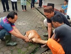 RDPS Unggul di Pilkada Palembang, Relawan Potong Kambing