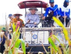 Panen Raya Jagung di Kecamatan Lalan: Mewujudkan Swasembada Pangan Muba