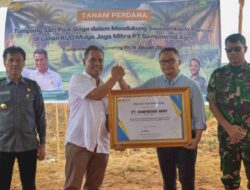 Petani OKI Terapkan Tumpang Sari Padi Gogo di Lahan Sawit, Sampoerna Agro Beri Dukungan Teknis