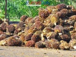 Menguji Konsistensi Hukum Perhutanan: Kasus Bakrie Plantations Jadi Preseden Penertiban Nasional