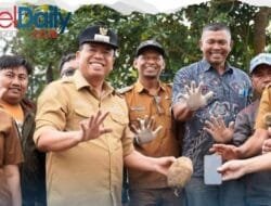 Panen Kentang Suka Nalu Sebagai Ketahanan Pangan dari Akar Rumput: Kolaborasi Pemkab Karo dan Bumdes Gegeh Persada Berbuah Manis di Taneh Karo Simalem
