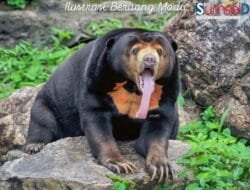 Bongkar Kasus Perdagangan Satwa: Polrestabes Medan Amankan Tersangka Penjual Beruang Madu