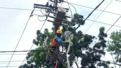 PLN Pasang Jaring Pengaman, Antisipasi Gangguan Listrik Akibat Satwa di Bengkulu