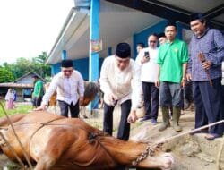 Bupati Muba Tinjau Penyembelihan Kurban di Sungai Angit, Dua Sapi Limosin Diserahkan untuk Warga