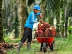 Sektor Perkebunan Belum Maksimal, DPRD Sumsel Dorong Tambah Anggaran Pengawasan