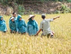 Perkuat Semangat Ketahanan Pangan dari Desa, Ketua TP PKK Muba Tinjau Panen Padi Organik dan Ikan Nila,