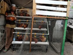 12 Ekor Ayam dan Harapan Baru Amat di Usia 72 Tahun