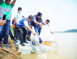 Kemeriahan Balap Ketek “Pakam Race” di Musi Banyuasin: Pelestarian Tradisi Lokal dan Penaburan 10.000 Benih Ikan di Sungai Musi